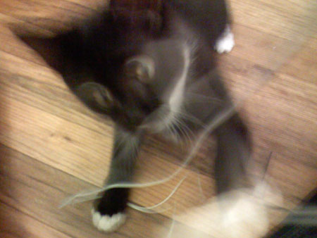 Cute kitty loves iPhone headphones!